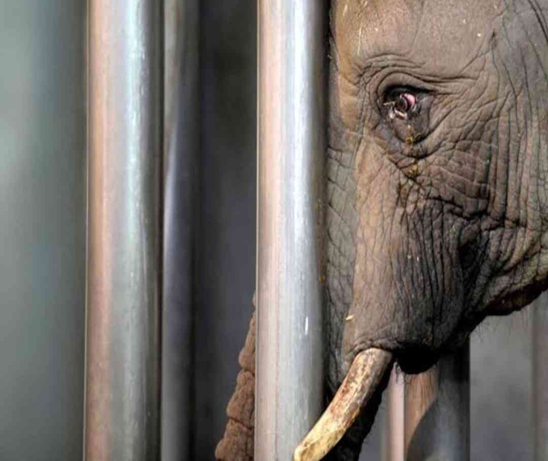 Zoo is the only prison on Earth where all prisoners are innocent - MirrorLog